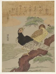 Raicho (Oiseaux-tonnerre)