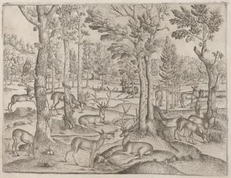 Cerfs dans la forêt