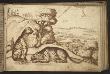 Léopards (
