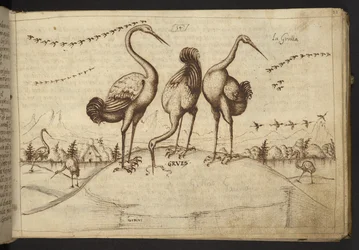 Des grues (