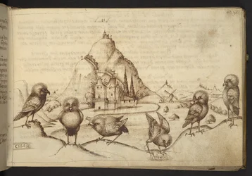 Oiseaux (