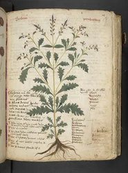 Un herbier, Belluno