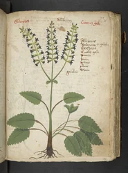 Un herbier, Belluno
