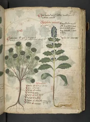 Un herbier, Belluno