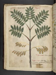 Un herbier, Belluno