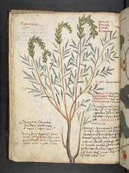 Un herbier, Belluno