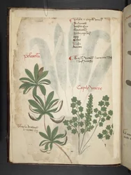 Un herbier, Belluno