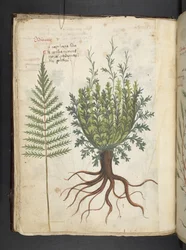 Add MS 41623 f.25v 