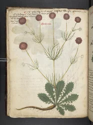 Un herbier, Belluno