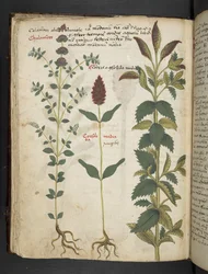 Un herbier, Belluno