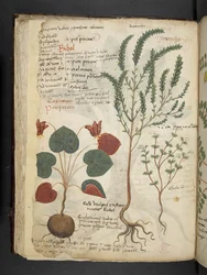 Un herbier, Belluno