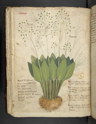Add MS 41623 f.85v 