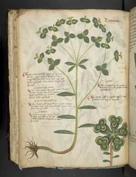 Un herbier, Belluno