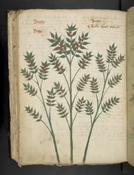 Add MS 41623 f.99v 