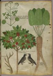 Illustration botanique de plantes et d
