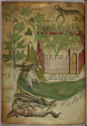 Illustration botanique et animalière de plantes, d