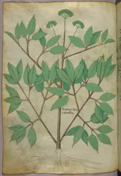 Illustration botanique, vers 1440 (encre et couleur sur vélin)