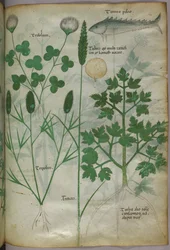 Illustration botanique, vers 1440 (encre et couleur sur vélin)