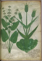 Illustration botanique, vers 1440 (encre et couleur sur vélin)