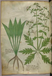 Illustration botanique, vers 1440 (encre et couleur sur vélin)