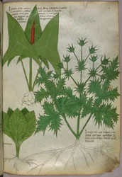 Illustration botanique, vers 1440 (encre et couleur sur vélin)