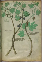 Illustration botanique, vers 1440 (encre et couleur sur vélin)
