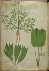 Illustration botanique, vers 1440 (encre et couleur sur vélin)