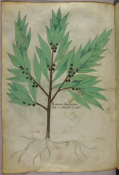 Illustration botanique, vers 1440 (encre et couleur sur vélin)