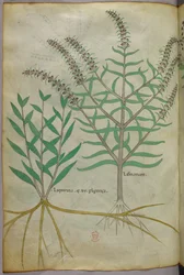 Illustration botanique, vers 1440 (encre et couleur sur vélin)