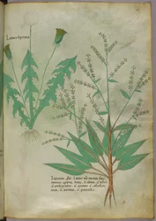 Illustration botanique, vers 1440 (encre et couleur sur vélin)
