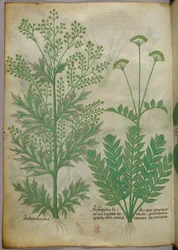 Illustration botanique, vers 1440 (encre et couleur sur vélin)