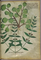 Illustration botanique, vers 1440 (encre et couleur sur vélin)