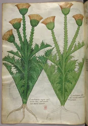 Illustration botanique, vers 1440 (encre et couleur sur vélin)
