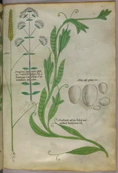 Illustration botanique, vers 1440 (encre et couleur sur vélin)
