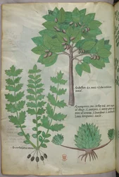 Illustration botanique, vers 1440 (encre et couleur sur vélin)