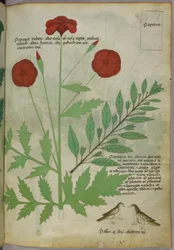 Illustration botanique, vers 1440 (encre et couleur sur vélin)