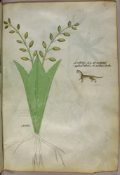 Illustration botanique, vers 1440 (encre et couleur sur vélin)