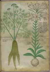 Illustration botanique, vers 1440 (encre et couleur sur vélin)