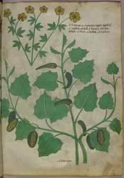 Illustration botanique, vers 1440 (encre et couleur sur vélin)