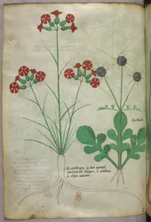 Illustration botanique, vers 1440 (encre et couleur sur vélin)