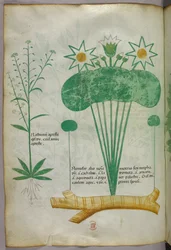 Illustration botanique, vers 1440 (encre et couleur sur vélin)