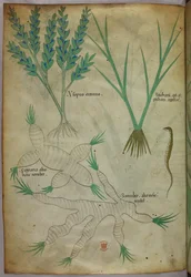 Illustration botanique, vers 1440 (encre et couleur sur vélin)