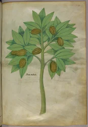 Illustration botanique, vers 1440 (encre et couleur sur vélin)