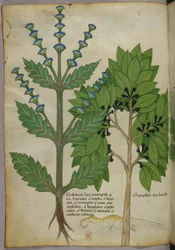 Illustration botanique tirée de Herbal, Tractatus de Herbis, Sloane 4016 f.39v, vers 1440 (encre et couleur sur vélin)