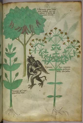 Illustration botanique d