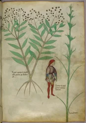Illustration botanique d