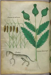 Illustration botanique de plantes et d