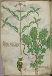 Illustration botanique de plantes et d