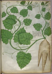 Illustration botanique de plantes, vers 1440 (encre et couleur sur vélin)