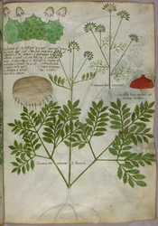 Illustration botanique de plantes, vers 1440 (encre et couleur sur vélin)